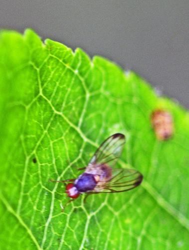 Palloptera sp.